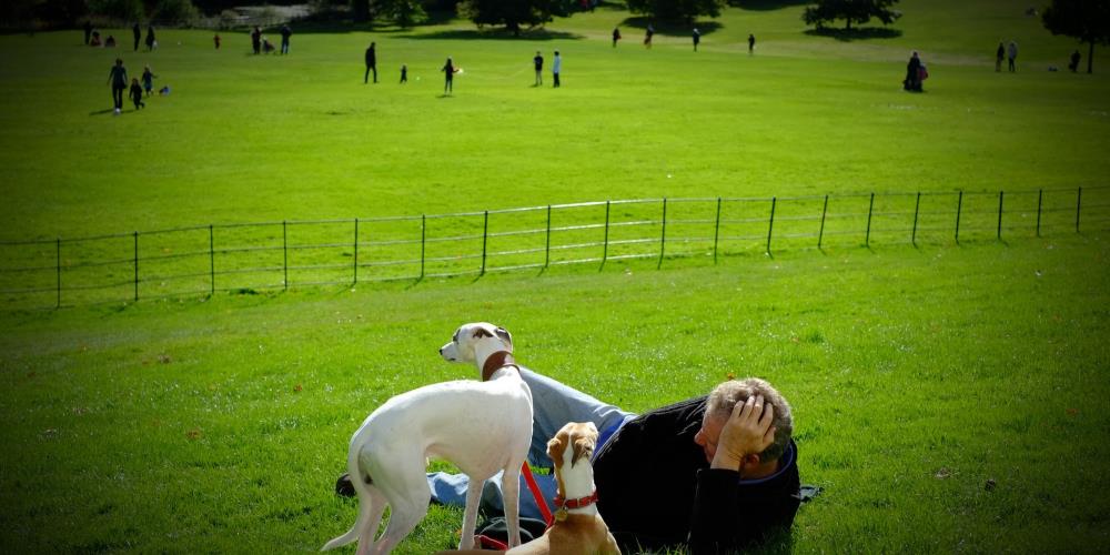 Vhodné aktivity pre psa: Športové disciplíny a zabezpečenie aktívneho života